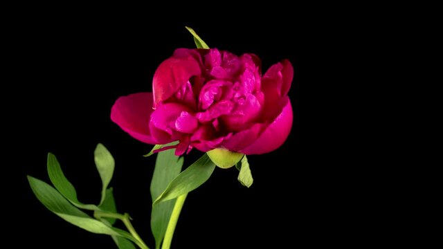 Peony Blossoms. Time Lapse of Opening Beautiful Red Peony Flowers on Black Background. 4K.