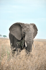Obraz na płótnie Canvas African Elephant, Serengeti, Tanzania 