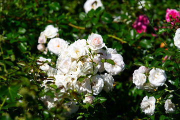Colorful roses at park at City of Nyon on a sunny summer noon. Photo taken August 28th, 2021, Nyon, Switzerland.
