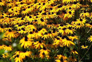 Yellow flowers at park at City of Nyon on a sunny summer noon. Photo taken August 28th, 2021, Nyon, Switzerland.