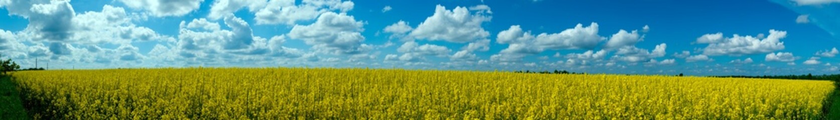 Obraz premium Panorama of yellow rapeseed valley. The mountains and the beautiful spring sky in the background