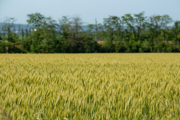 Wheat ears in sunlight, sunset on the field