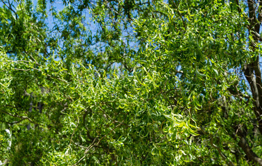 Graceful winding leaves and branches of Babylon willow Salix Matsudana or Chinese Willow. Salix...