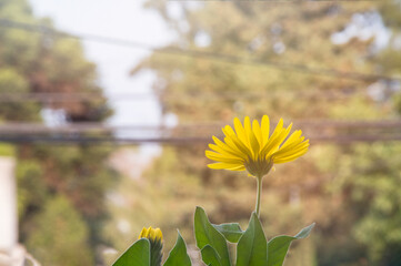 yellow flowers in the park