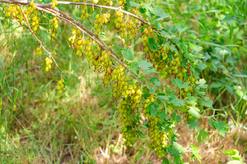 Gather gooseberries on bush branches in the garden