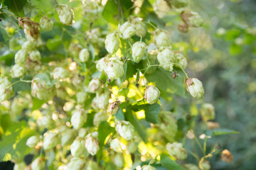 Beer brewing ingredients, hops, and wheat ears on a wooden cracked old table in front of hops plantation. Beer brewery concept. Wheat ears and hop cones in the linen sack in the foreground.