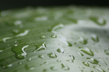 water drops on leaf