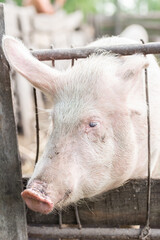 Fototapeta premium Pig farming raising and breeding of domestic pigs..