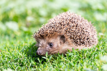 hedgehog on the grass...