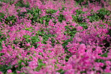 Mexican creeper is native to Mexico. Outside its native range, this species is widely naturalized and cultivated as an ornamental in warm, tropical climates around the world.