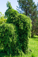 Weeping Himalayan cedar (Cedrus Deodara Pendula) growing in spring Arboretum Park Southern Cultures in Sirius (Adler) Sochi. Beautiful green needles as natural background for any design.