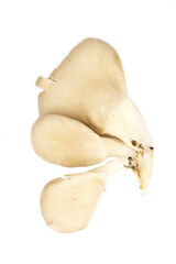 Fototapeta premium fresh oyster mushroom (Pleurotus ostreatus )