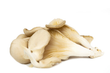fresh oyster mushroom (Pleurotus ostreatus )