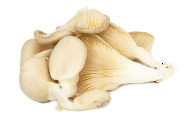 fresh oyster mushroom (Pleurotus ostreatus )