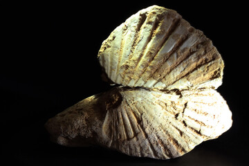 Scallop shell fossil on black background