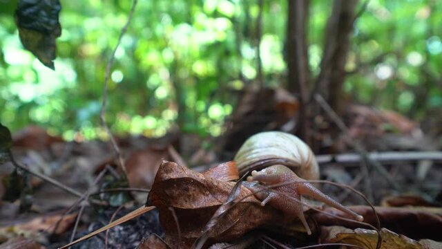 Giant African land snail (Lissachatina fulica)Crawling on the ground