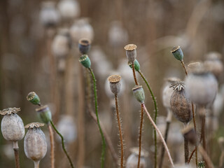 poppy heads on the field in sunshine