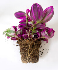 Closeup of houseplant Tradescantia Nanouk with exposed roots out of its pot. Isolated on a white background. Pink and green stripes on shimmery variegated leaves and purple underneath. Text space. 