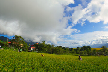 The farmers are working in a green field of Daylily. Red roof house.