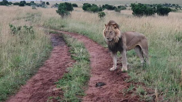 Lion with a black mane gets up and walks on a path