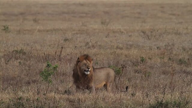 Lion with a black mane gets up and walks on a path