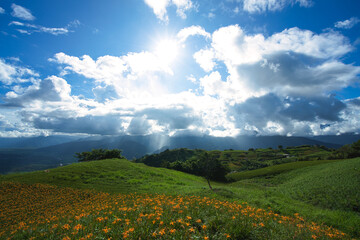 Wild Orange Daylily flowers bloom all over the mountains and fields.