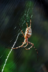 Argiope lobata (Lobed Argiope) in its web in the nature