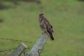 Common Buzzard (Buteo buteo) perched on fence.