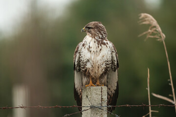 Common Buzzard (Buteo buteo) perched on fence.