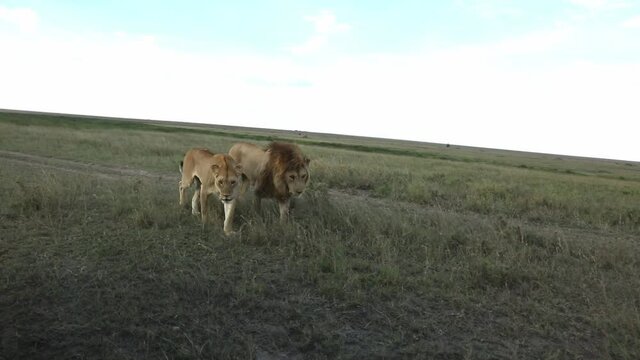 pair of male and female lions walking together