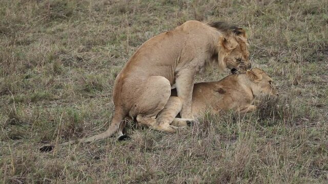 Lion and Lioness mating