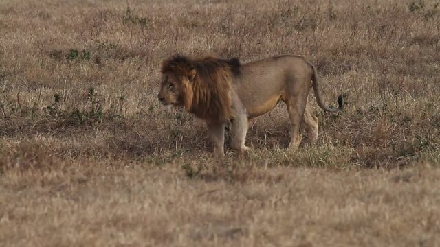 Lion walking in the Savannah