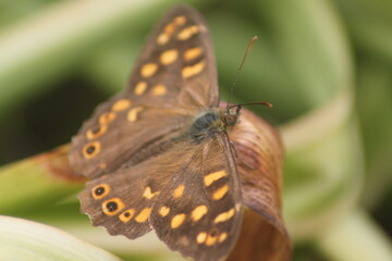 butterfly on leaf