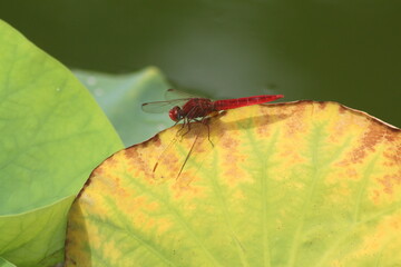 dragonfly on a leaf