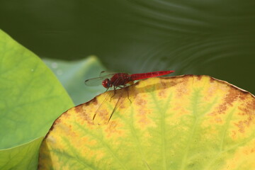 dragonfly on a leaf