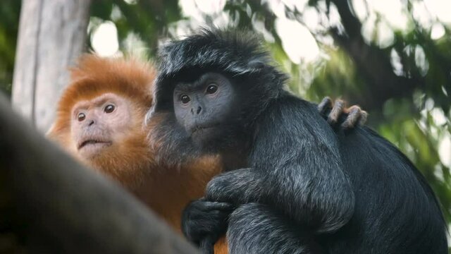 Close-up filming of Javan Surili monkey family with baby. Cute little ginger ape macro filming in wildlife surroundings. Majestic mammals resting on trees. Curious creatures from tropical habitats.