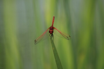 dragonfly on a leaf