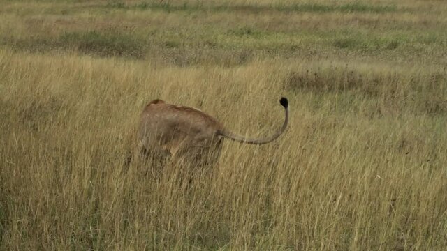 2 lionesses in savana grass, in a Mating game, one with a Transmitter Collar