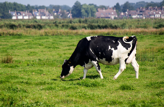 Black and white cow standing on green grass field. Beautiful domestic animal photo. Dairy farm  photo. Green background with copy space. 