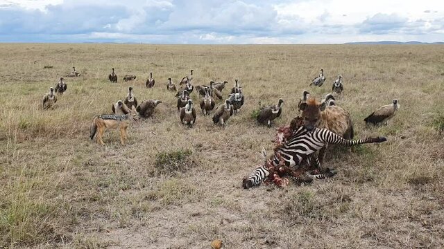 Pack of Spotted Hyenas feeding on a zebras carcass vultures waiting nearby