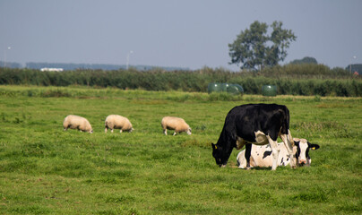 Farm animals in a field. Dutch nature photo. 