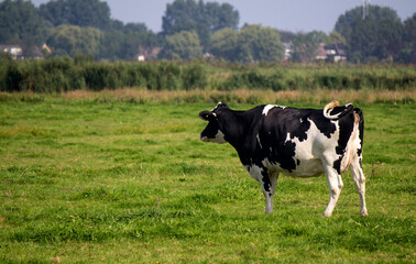 Fototapeta na wymiar Black and white cow standing on green grass field. Beautiful domestic animal photo. Dairy farm photo. Green background with copy space. 