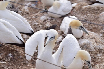 Obraz premium Northern gannet sitting on a red rock