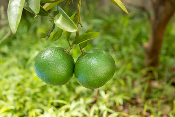 まだ熟していない柑橘類の緑色の実