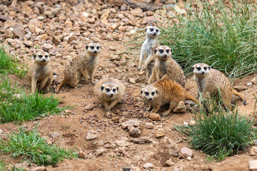 group of meerkats - meerkats look in one direction - Powered by Adobe