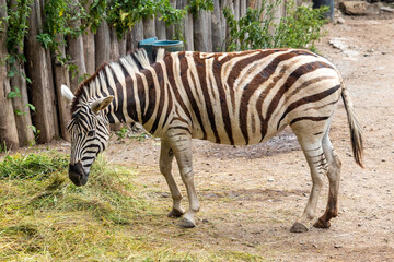 Fototapeta na wymiar zebra in zoo - one standing zebra, side view