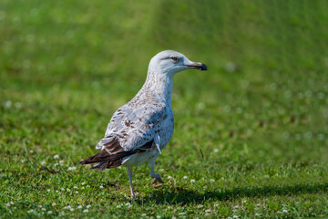 Yellow-legged seagull, (Larus michahellis) walking on grass.