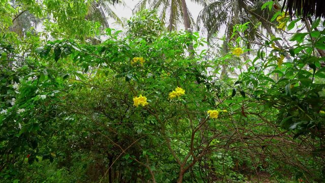 Tropical rain on Yellow Flame (Peltophorum plerocarpum) Zanzibar