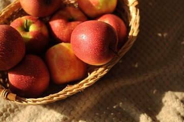 Apple harvest in a straw basket with a lot of red ripe fruits with water drops