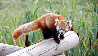 Re panda at a wildlife park